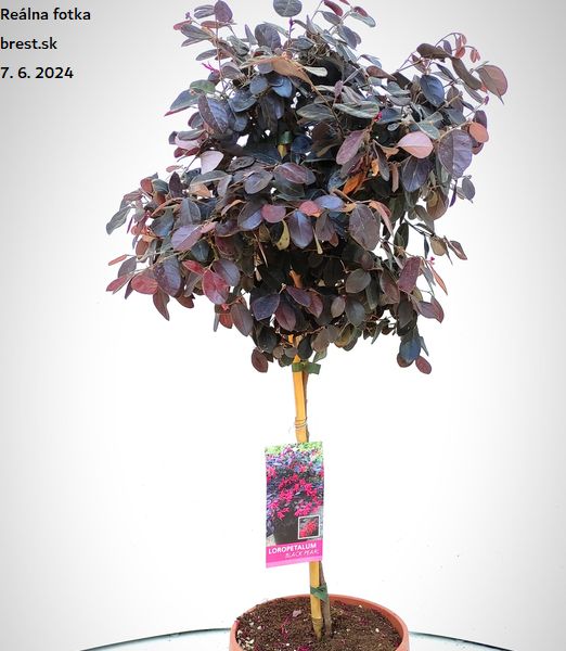 Loropetalum chinense ‘Black Pearl’ 1/4 kmeň